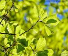 Hojas de árbol