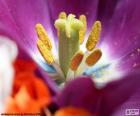 Una flor en primavera preparada para la polinización 