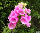 Bonitas flores de color rosa de Nueva Zelanda