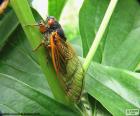 Cigala escondida entre unas plantas. Las cigarras machos emiten un canto muy característico