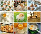 Collage del huevo de gallina