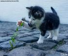 Un simpático gatito jugando con una planta