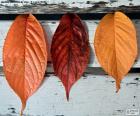 Tres hojas de otoño de diferentes colores