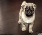 Un cachorro de pug o carlino una raza de perro de origen chino