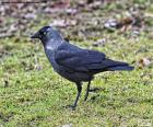 Grajilla occidental