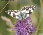 La mariposa medioluto norteña (Melanargia galathea), la podemos encontrar en los prados de Europa, Asia y norte de África