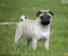 Pug o carlino