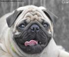 Cabeza de un pug o carlino adulto