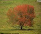 Un bonito árbol a principios del otoño