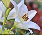 Lirio Asiático blanco, con flores recién abiertas y capullos sin abrir