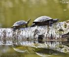 Tortuga pintada