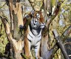 Tigre controlando su territorio