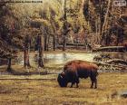 Bisonte pastando