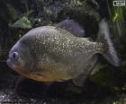 La piraña es un pez carnívoro de agua dulce que viven en algunos ríos de Sudamérica