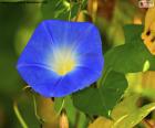 Gloria de la mañana azul