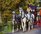 Bonito coche de caballos tirado por cuatro caballos