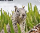 Cabeza de ardilla