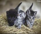 Lindos gatitos