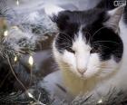 Un gato junto al árbol celebrando la Navidad