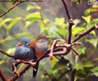 Pareja de pájaros