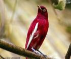 Cotinga pompadour macho