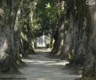Grandes árboles, Brasil