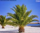 Palmeras en una playa del Mar del Norte en Dinamarca