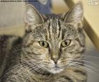Rompecabezas de un hermoso gato doméstico