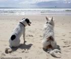Dos perros en la playa