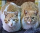 Dos gatos