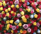 Las rosas son las flores con más significados, el significado de las rosas cambia según su color
