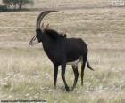 Antílope sable