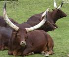 La Ankole-Watusi es una raza bovina oriunda de África, famosa por su enorme cornamenta