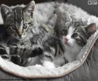 Dos lindos gatitos