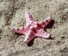 Bonita estrella de mar