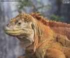 La Iguana terrestre de Galàpagos es unos de los reptiles emblemáticos de las islas Galápagos
