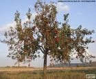 El manzano es un árbol frutal cuyo fruto es la manzana