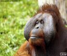 Cara de un Orangután macho