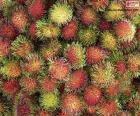 Los frutos del rambután, nacen en racimos y tiene una pulpa blanca y jugosa
