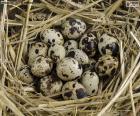 Los huevos de codorniz se consideran un manjar en muchas partes del mundo