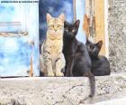 Gatos en la puerta