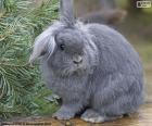 Un bonito conejo enano de color gris