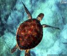 Tortuga agua color celeste