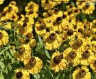 Flores de Equinácea