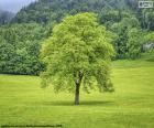 Un árbol en el prado