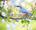 Pájaro azul celeste 