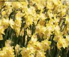 Campo de Narcisos