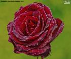 Rosa de color rojo