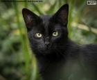 Cara de gato negro