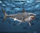 Partes del tiburón blanco